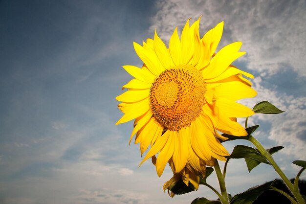 Sunflower close up blooming sunflower natural background there
is a place for text lots of free space background banner
postcard