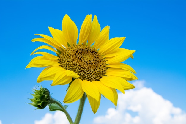 Sunflower close-up on blue sky