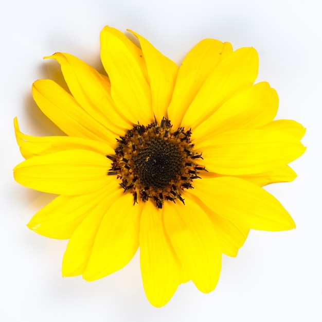 Foto fine del girasole in su isolata su bianco