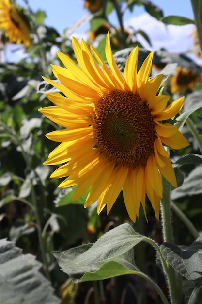 Sunflower Close up Premium Photo