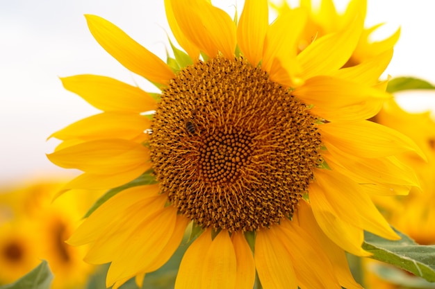 Sunflower close-up at sunset, beautiful natural wallpaper soft focus