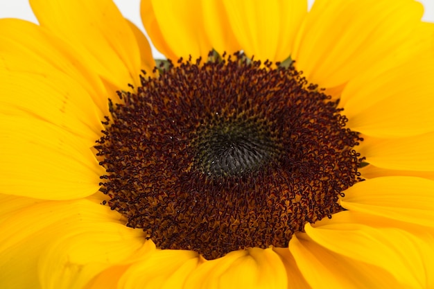 A sunflower in a close up view