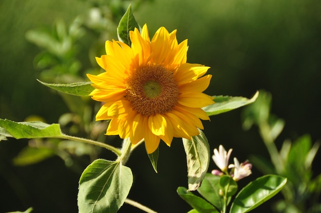 Sunflower close-up view