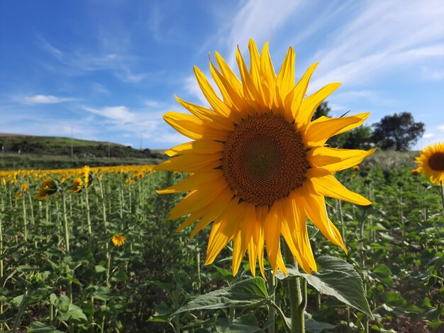 sunflower closeup in agriculture field