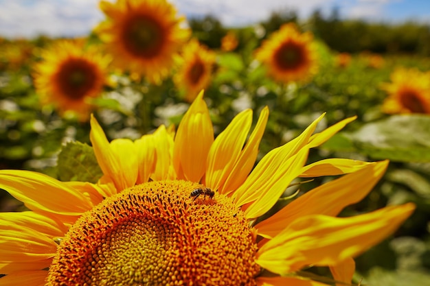 Sunflower closeup on the field of an agricultural company