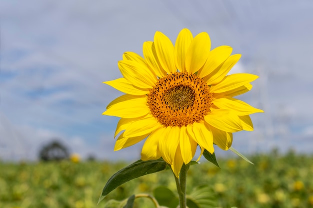 Sunflower closeup in the field