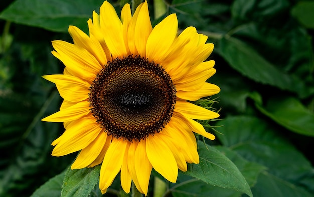 Sunflower closeup Yellow leaves on a green background