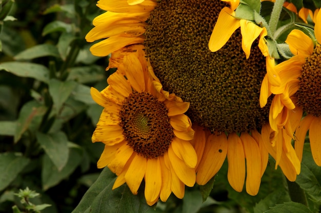 Sunflower closeup