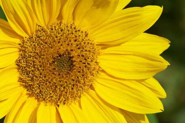 sunflower closeup