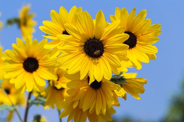 Sunflower over cloudy blue sky in spring day