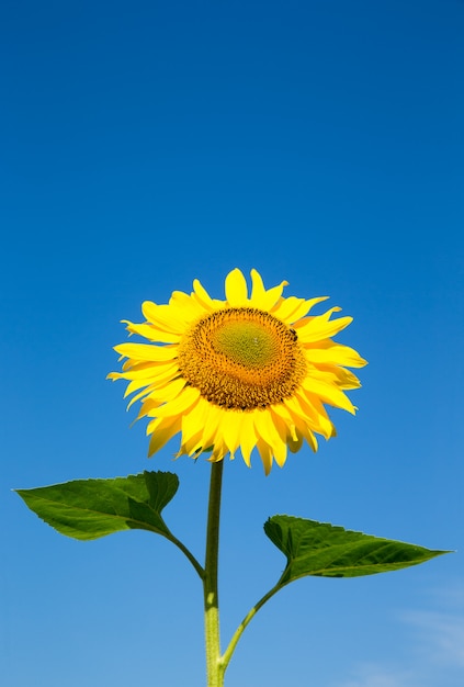 Sunflower over cloudy blue sky