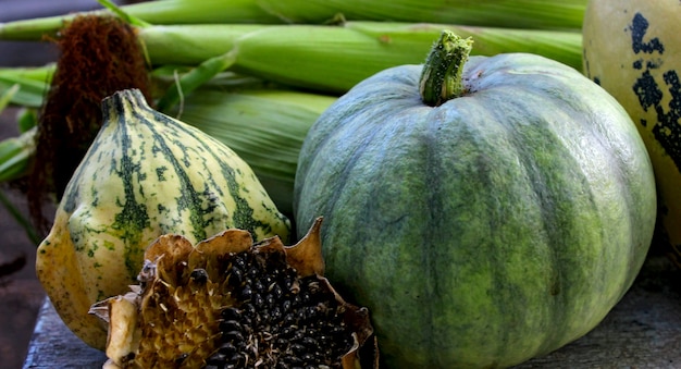 Foto autunno del giardino del cereale del girasole