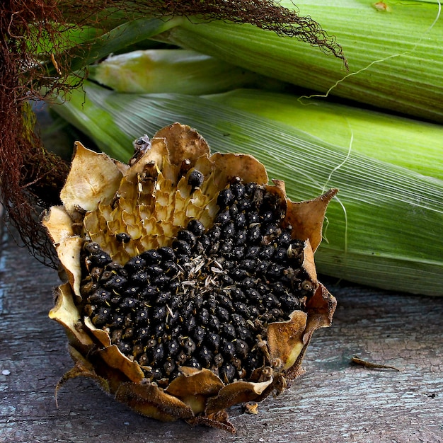 Sunflower corn garden autumn