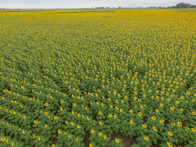 Sunflower cultivation Aerial view in pampas region Argentina