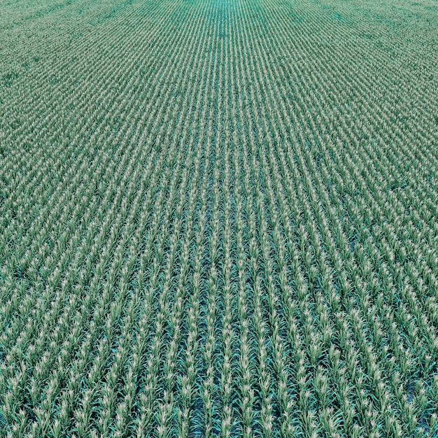 Sunflower cultivation Aerial view in pampas region Argentina