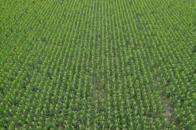 Sunflower cultivation Aerial view in pampas region Argentina