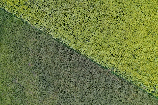 Sunflower cultivation Aerial view in pampas region Argentina