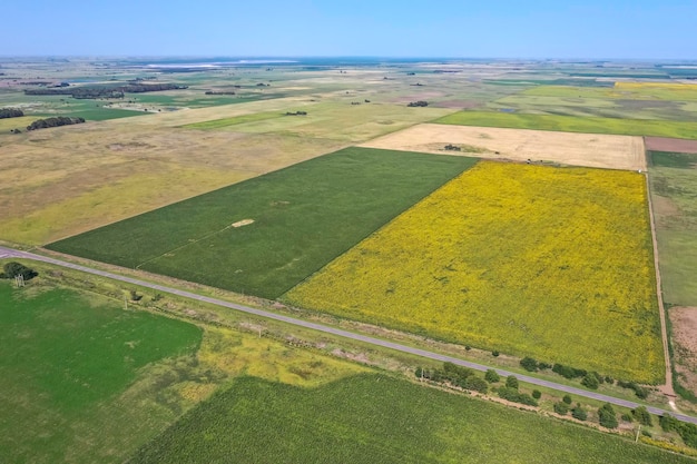 Sunflower cultivation Aerial view in pampas region Argentina