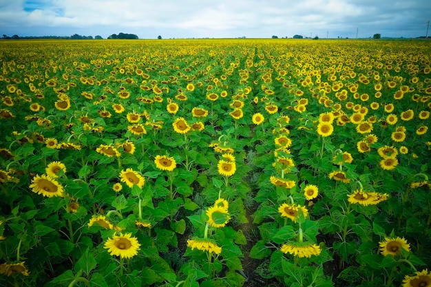 Sunflower cultivation Aerial view in pampas region Argentina