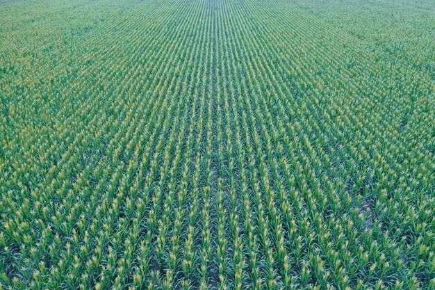 Sunflower cultivation Aerial view in pampas region Argentina