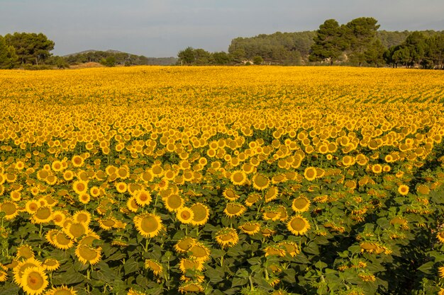 Sunflower cultivation at sunrise in the mountains