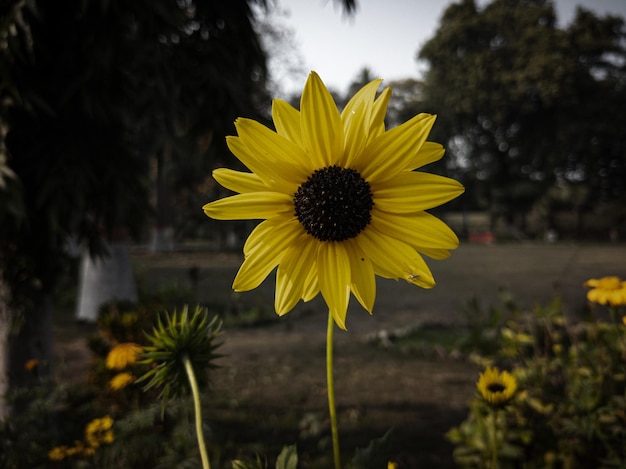 Sunflower dark filtered