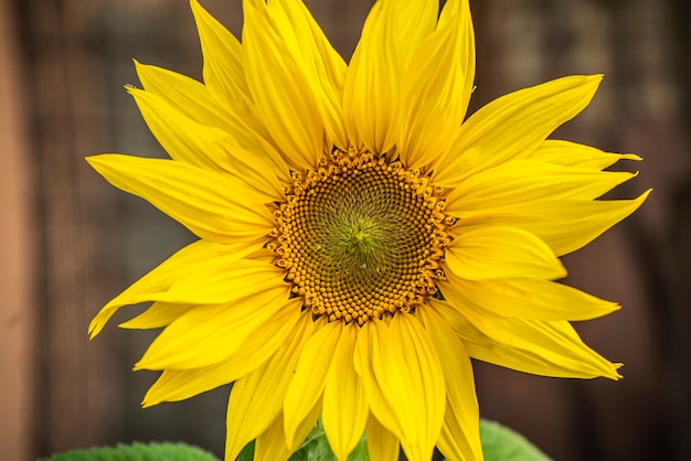 Sunflower detail in spring during grow phase