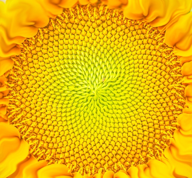 Sunflower disc flowers