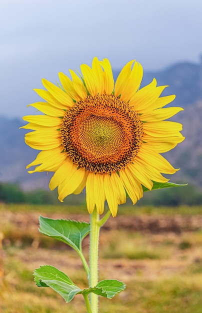 Sunflower in a dry weather day