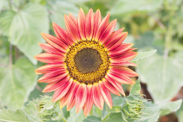 Sunflower in farm