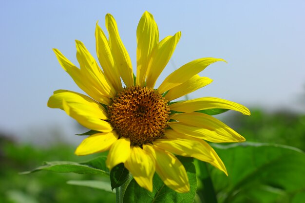 Sunflower farm