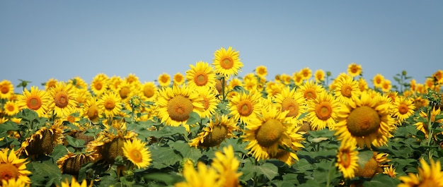 Sunflower field against the blue sky, copy space