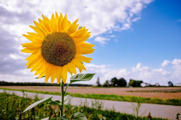 Sunflower in field against cloudy sky