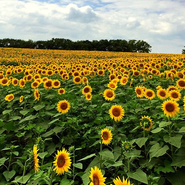 Photo sunflower field against sky