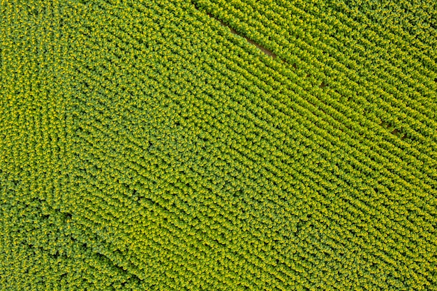 sunflower field agriculture view from above