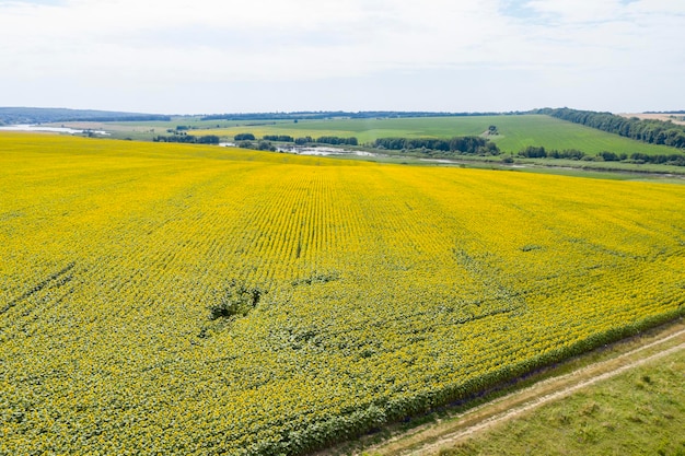 sunflower field agriculture view from above