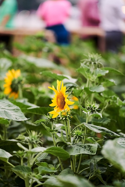 Sunflower field blooming on city background