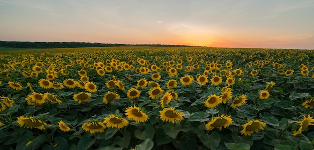 Sunflower field of blooming sunflowers and agricultural land