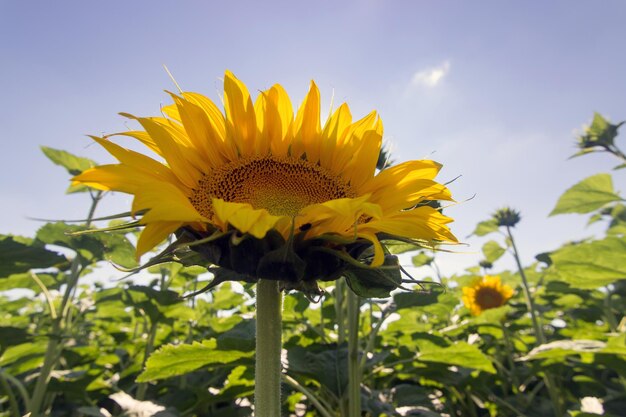 Sunflower, Field of blooming sunflowers