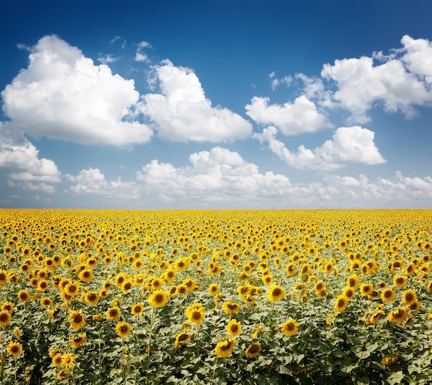 Sunflower field under the blue cloudy sky