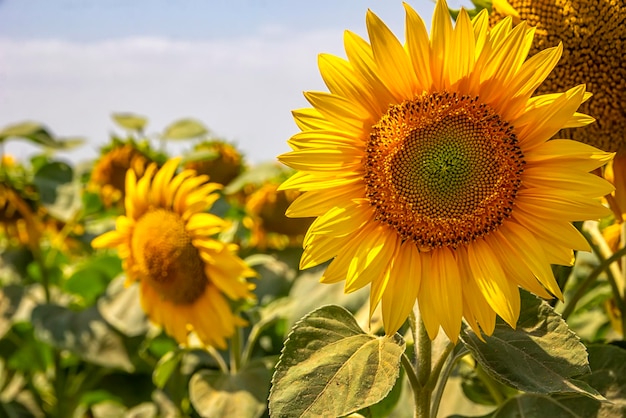 Sunflower field under the blue sky and big sunflower close up