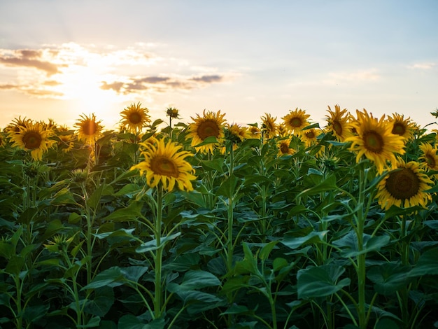 Sunflower field and blue sky at sunset