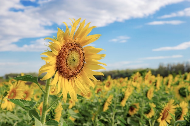 Sunflower on field  blue sky.