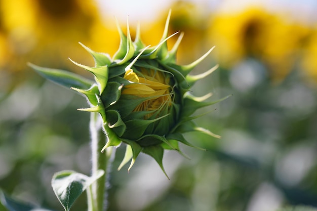 Sunflower field under bright sunlight