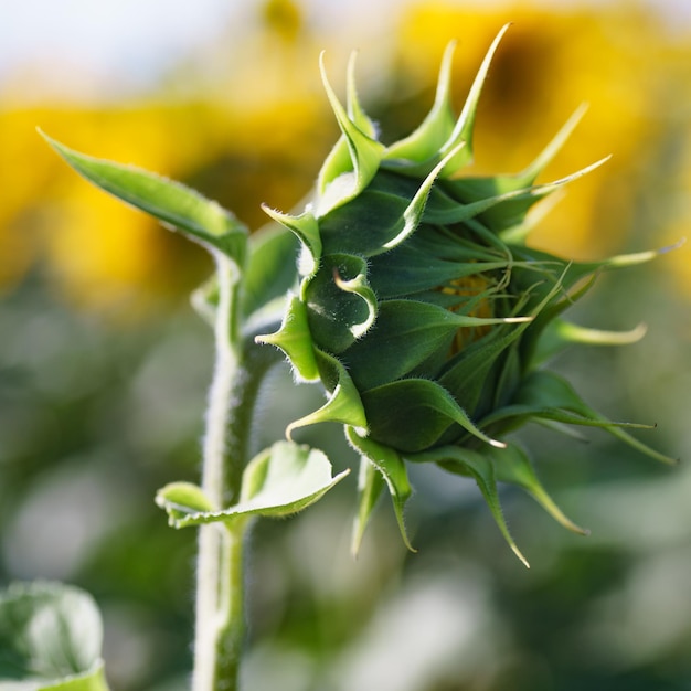 Sunflower field under bright sunlight