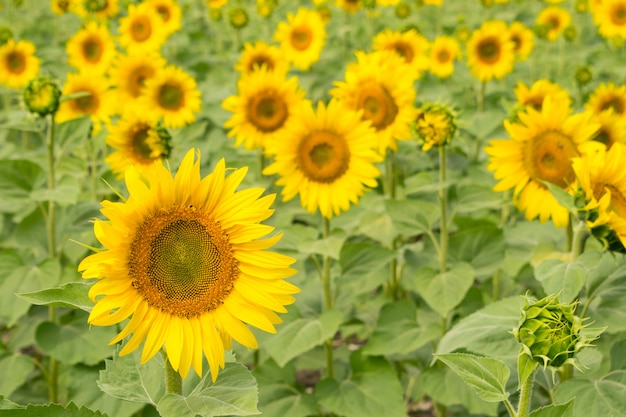 ひまわりの畑。明るい黄色の緑の花の背景