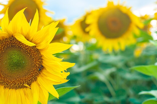 野原のひまわり 明るい黄色の壁紙パターンが咲くひまわりの花の分離