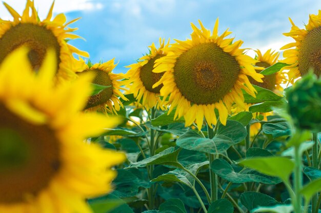 Sunflower in the field bright yellow wallpaper pattern blooming sunflower flower isolated