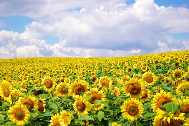 Foto giacimento del girasole sopra il cielo blu nuvoloso