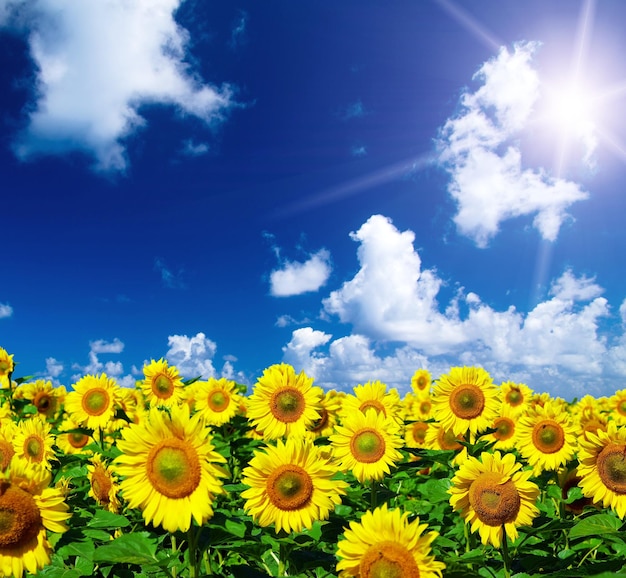 Sunflower field over cloudy blue sky